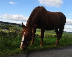 broodmare Hiska (Alt-Oldenburger / Ostfriesen, 1993, from Epos Mo 1479)