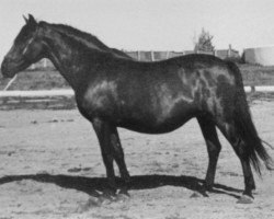 broodmare Zenea (Pura Raza Espanola (PRE), 1958, from Maluso)