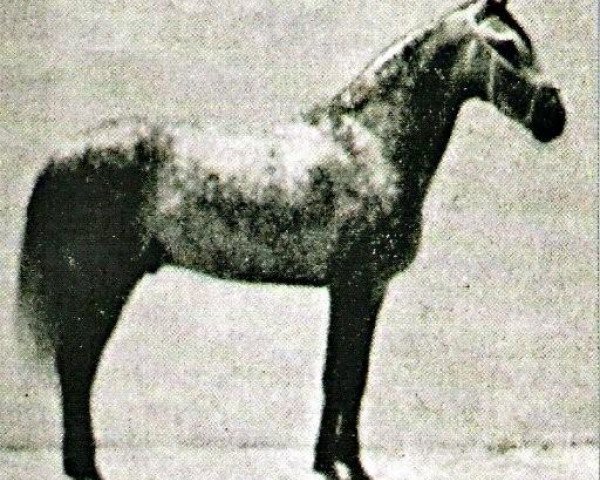 stallion Zaragozano III (Pura Raza Espanola (PRE), 1953, from Bombardino)