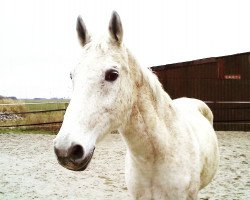 Pferd Captain (Hessisches Warmblut, 1989, von Capitano)