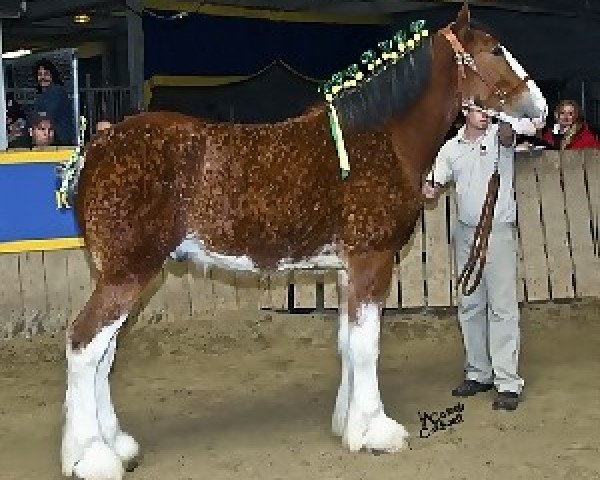 stallion Egalacres Phoenix Jacob (Clydesdale, 2007, from S B H Phoenix)