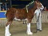 stallion Egalacres Phoenix Jacob (Clydesdale, 2007, from S B H Phoenix)