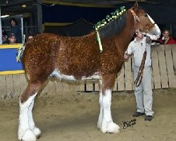 stallion Egalacres Phoenix Jacob (Clydesdale, 2007, from S B H Phoenix)