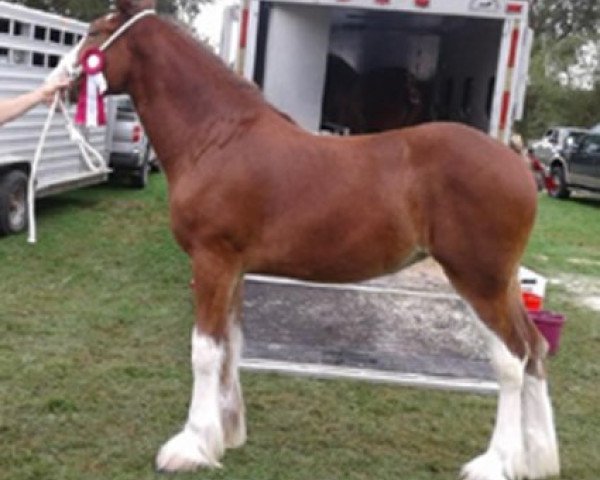 Zuchtstute Brucedale Ideal Belle (Clydesdale, 2018, von Egalacres Phoenix Jacob)