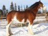 Zuchtstute Maple Stone Verna Rochelle (Clydesdale, 2007, von Maple Stone Excel)