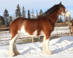 Zuchtstute Maple Stone Verna Rochelle (Clydesdale, 2007, von Maple Stone Excel)