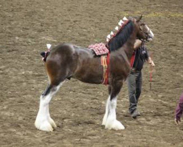 stallion Hatfield Winchester (Clydesdale, 2013, from Hatfield Remington)