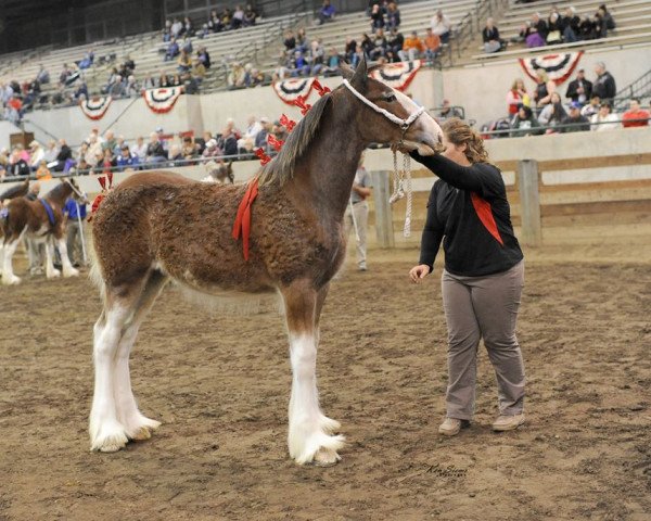 Pferd Alamar HW Nora (Clydesdale, 2019, von Hatfield Winchester)