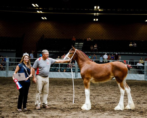 broodmare Alamar HR Elsie May (Clydesdale, 2019, from Hatfield Remington)