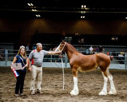 broodmare Alamar HR Elsie May (Clydesdale, 2019, from Hatfield Remington)