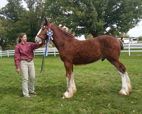 Pferd Birky's Pride Rock of Ages (Clydesdale, 2019, von Robyncroft Chieftain)