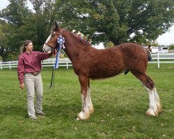 horse Birky's Pride Rock of Ages (Clydesdale, 2019, from Robyncroft Chieftain)