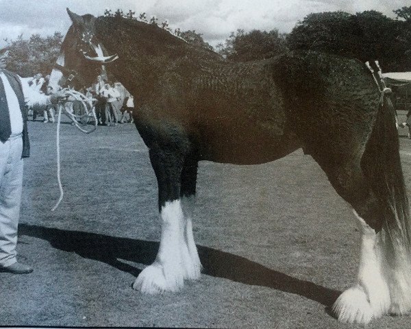 Deckhengst Middlebank Cameron Brig of Buchlyvie (Clydesdale, 1994, von Millisle Perfection)