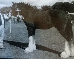 stallion Middlebank Cameron Brig of Buchlyvie (Clydesdale, 1994, from Millisle Perfection)