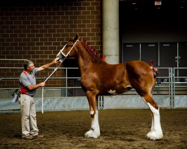 Pferd Belleau W.S. Miriah (Clydesdale, 2018, von Alamar Theodore)