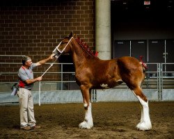 horse Belleau W.S. Miriah (Clydesdale, 2018, from Alamar Theodore)