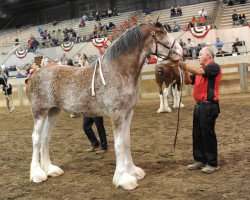 Zuchtstute Anderson's Aria ET (Clydesdale, 2018, von Dillars Striker)