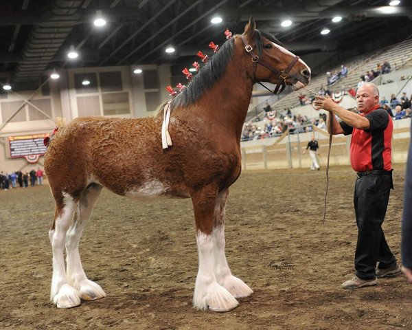 broodmare Anderson's Anita ET (Clydesdale, 2016, from Hillmoor Fusilier)