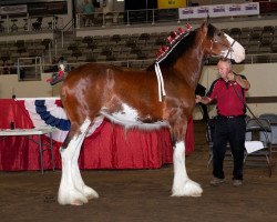 Zuchtstute Anderson's Alana (Clydesdale, 2018, von Thorpe Hill Royale)