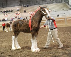 horse Alamar HR Otto (Clydesdale, 2019, from Hatfield Remington)