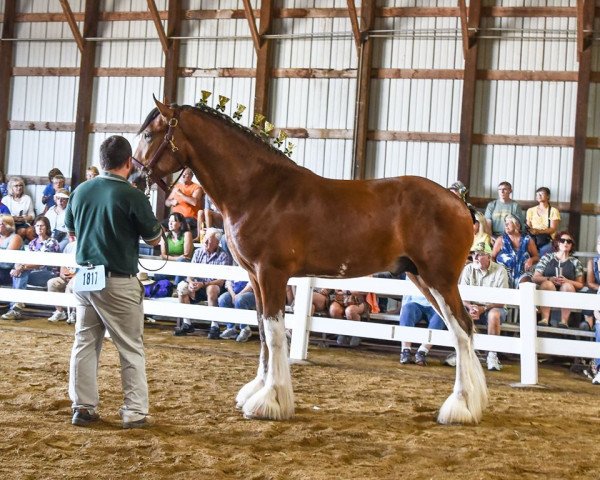 stallion Alamar HR Bud (Clydesdale, 2018, from Hatfield Remington)