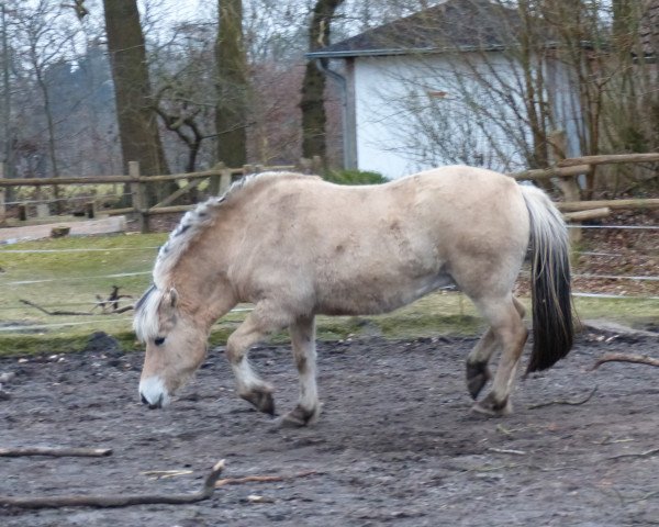 horse Nordlys (Fjord Horse, 2015, from Solfin Skovå)