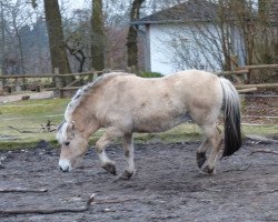 Pferd Nordlys (Fjordpferd, 2015, von Solfin Skovå)