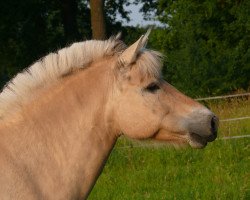 Zuchtstute Nele (Fjordpferd, 2004, von Ricardo Baron)