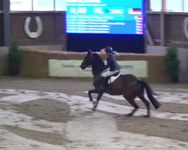 Reitturnier Köln-Leverkusen 2015
