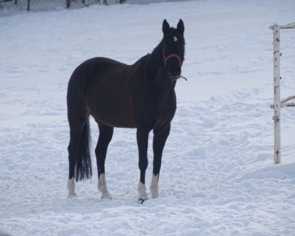 broodmare Talija (Russian Trakehner,  , from Gluchar)