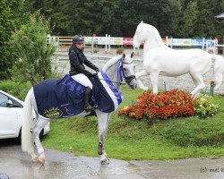 Springpferd Quissini (Holsteiner, 2008, von Quidam de Revel)