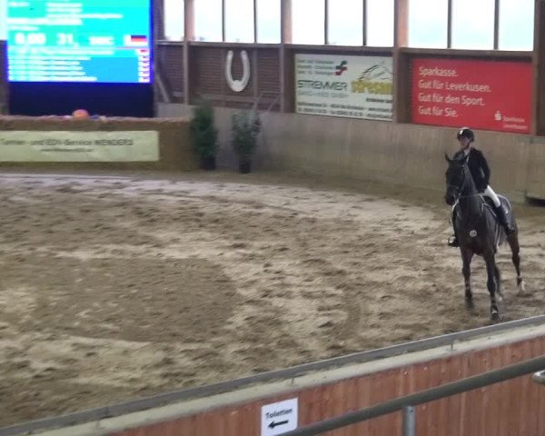 Reitturnier Köln-Leverkusen 2015