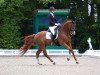 dressage horse Babylon 26 (Westphalian, 2006, from Belissimo NRW)