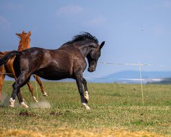 horse Kollinée (Trakehner, 2007, from Alter Fritz)