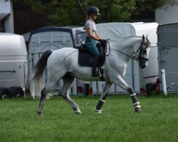 dressage horse La Caramba (Finnish Warmblood, 2006, from La Zarras 119 FIN)