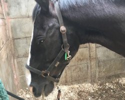 stallion Toevallig (Gelderland, 2000, from Elegant)