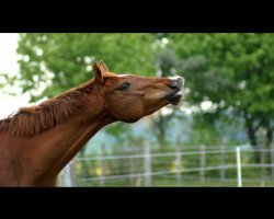 dressage horse Finn (Westphalian, 2013, from Fleury)