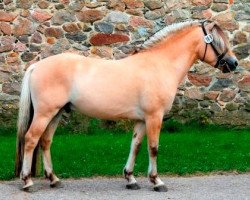 stallion Stald Kiels Tegn (Fjord Horse, 2013, from Mastrup Zola)