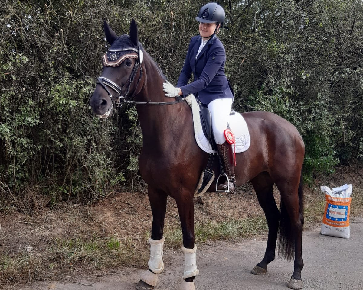 Dressurpferd First Faible 2 (Oldenburger, 2015, von Florenz 71)