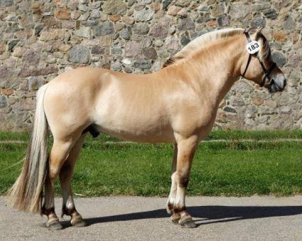 horse Højgaards Nemo (Fjord Horse, 2013, from Dalargutt N.2595)