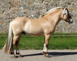 horse Højgaards Nemo (Fjord Horse, 2013, from Dalargutt N.2595)