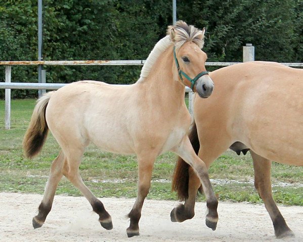 horse Amara (Fjord Horse, 2020, from Venlo)
