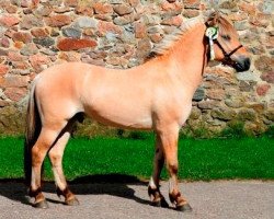 stallion Normann Tidselbjerg (Fjord Horse, 2014, from Orkan Skovå)