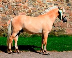 horse Mosegårdens Lancelot (Fjord Horse, 2014, from Mosegårdens Kejser)