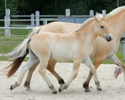 horse Sissel (Fjord Horse, 2020, from Damar)