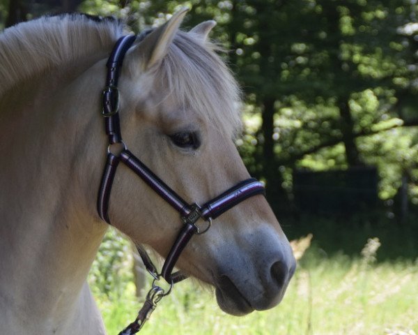 Pferd Latifeh (Fjordpferd, 2010, von Dexter)