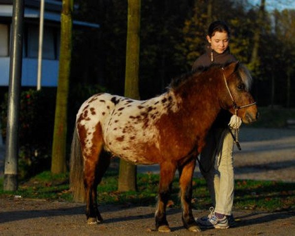 stallion Moskito van Dyck (Dt.Part-bred Shetland pony, 2006, from Merlot van Dyck)