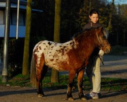 stallion Moskito van Dyck (Dt.Part-bred Shetland pony, 2006, from Merlot van Dyck)