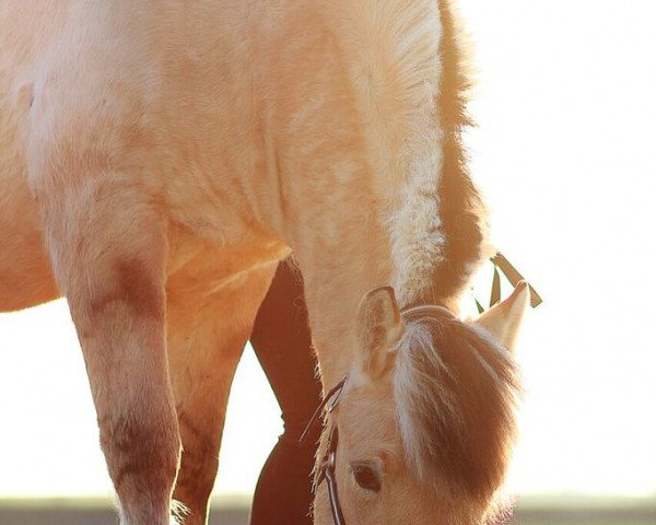 horse Holvar (Fjord Horse, 2011, from Cikaro)