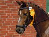 dressage horse Sir Merlin (Pony without race description, 1995)